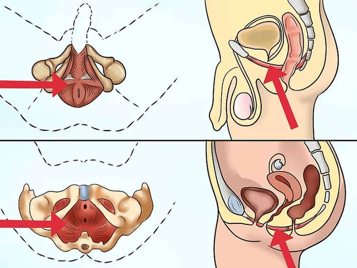 De pubococcygeus-spier, die gespannen moet zijn bij het uitvoeren van het Kegel-complex